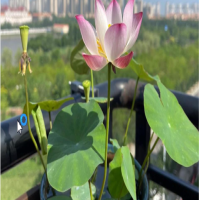 碗莲出芽后水位多高为宜？如何养活？