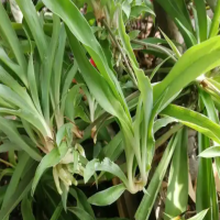 吊兰叶尖发黑干枯怎么处理最好呢?用什么肥料比较好?