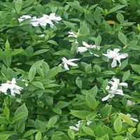 栀子花叶子干枯的原因和解决方法是什么呢？干枯了还能不能活过来了？