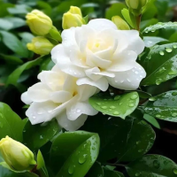 栀子花为什么只长叶子不开花?不开花最简单处理方法是什么？