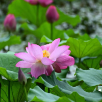无土水培碗莲怎么种植才能开花?可以一直水养吗水很脏怎么办?